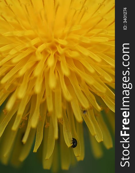 Close up of a dandelion with green background,