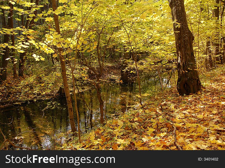 Small river bordered with trees with yellow leaves. Small river bordered with trees with yellow leaves