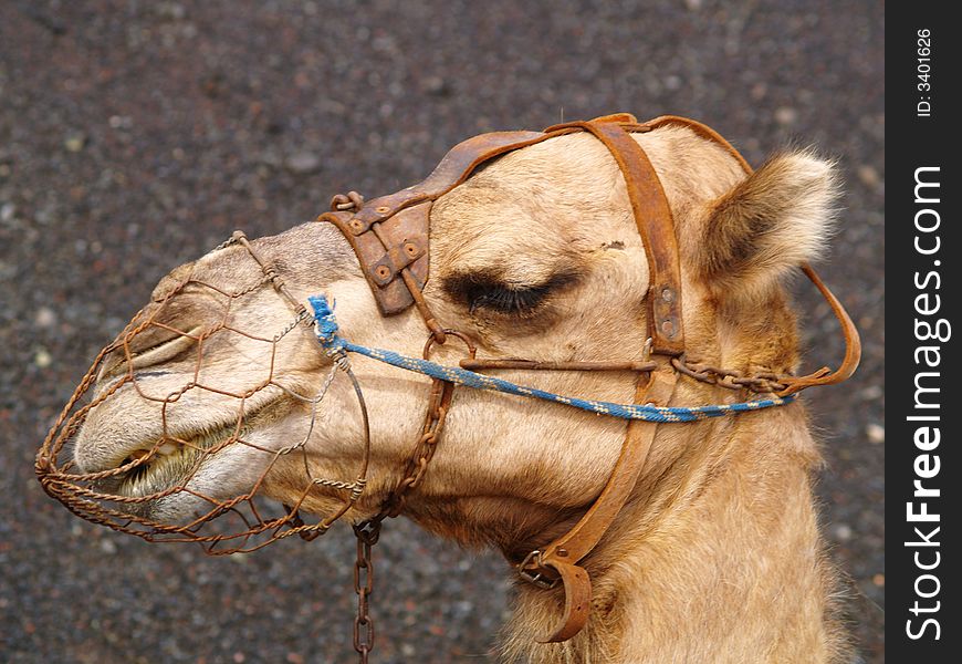 A camel in fuerte ventura