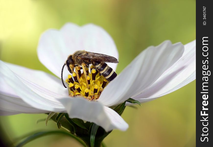 Macro shot of a bee on the flower