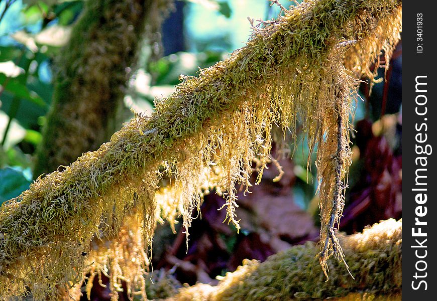 A shot of a limb that is covered with hanging Moss. A shot of a limb that is covered with hanging Moss.