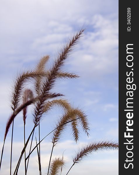 Grass against the background of blue sky with clouds