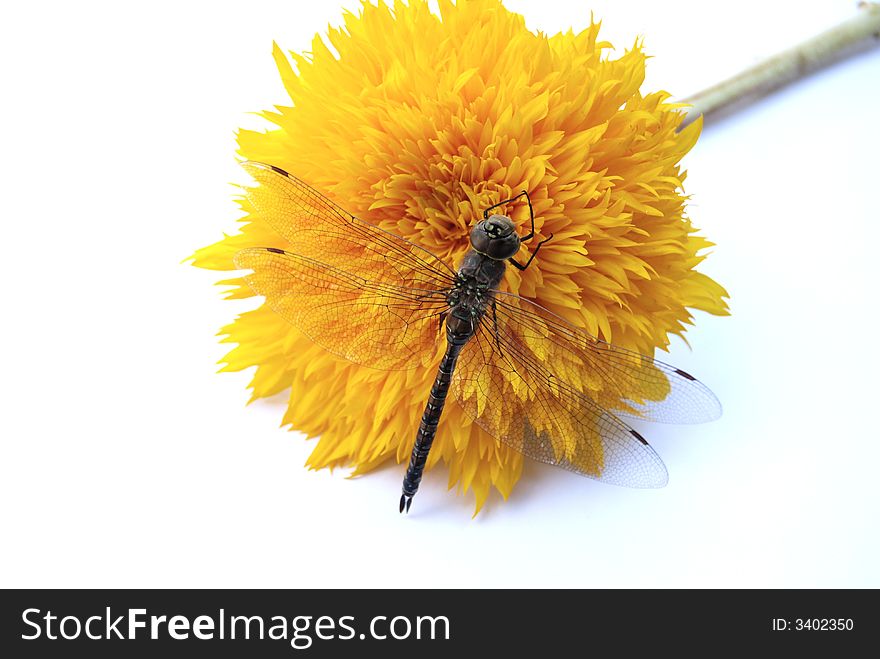 Dragon fly on yellow flower