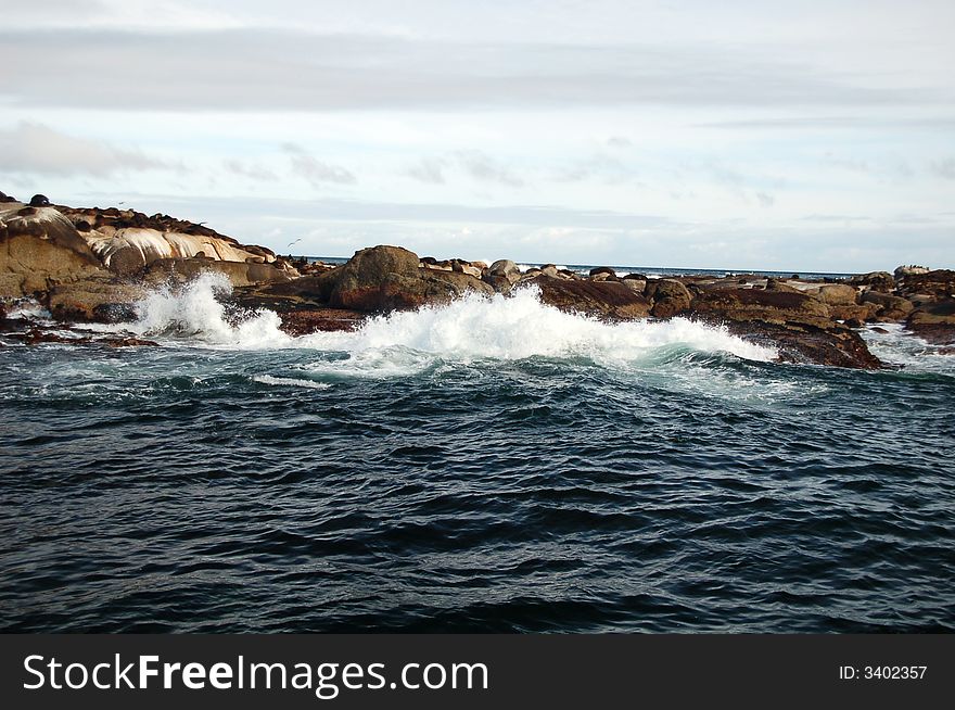 Seal Island and wave splash - Cape Town, South Africa