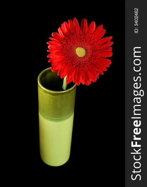 Red Daisy in green vase isolated on 100% Black Background