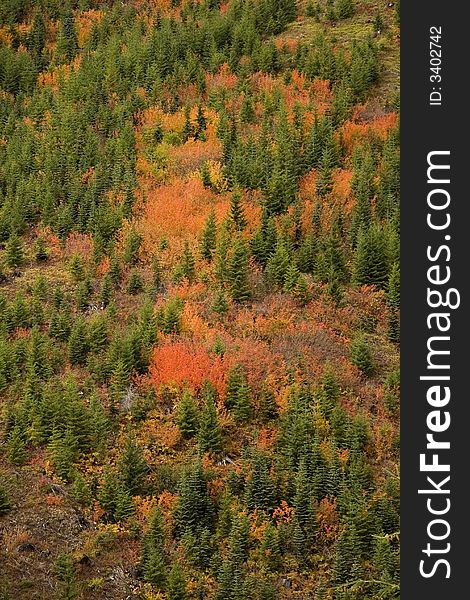 Color patterns formed by green yellow and red plants on a mountain slope. Color patterns formed by green yellow and red plants on a mountain slope