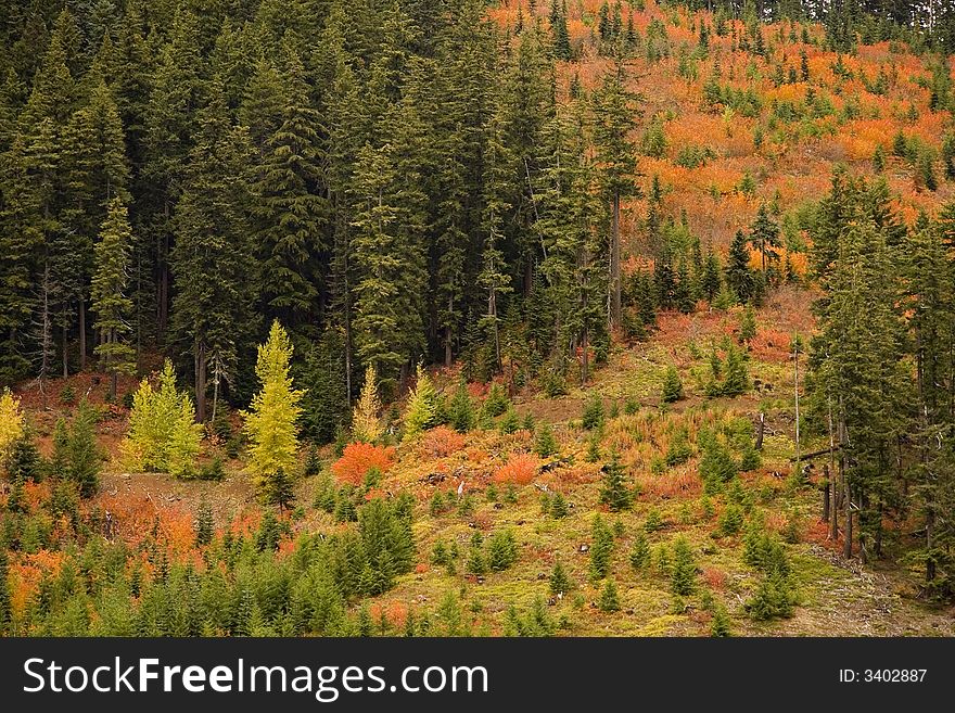 Color patterns formed by green yellow and red plants on a mountain slope. Color patterns formed by green yellow and red plants on a mountain slope