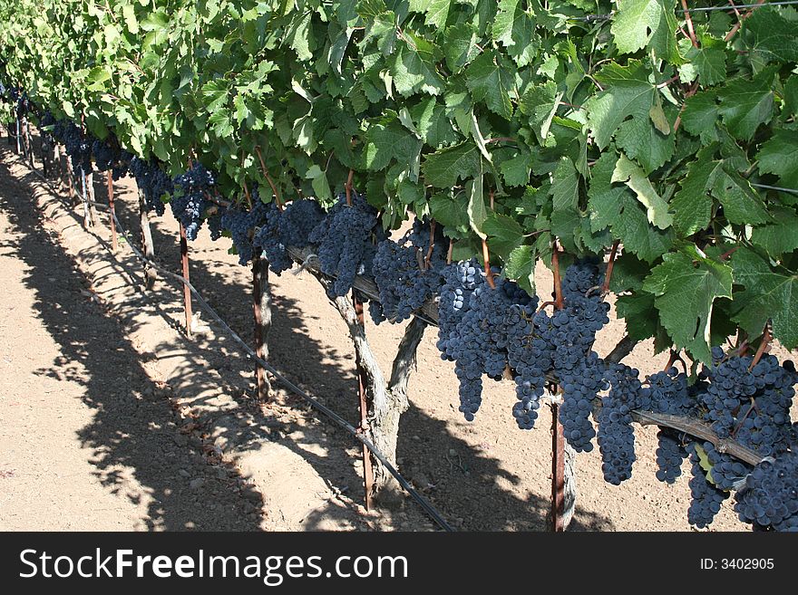 Napa Valley vinyards at harvest time
