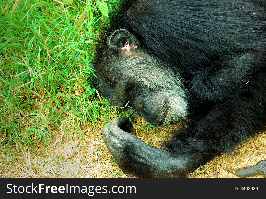 An old chimpanzee sleeping in the grass. An old chimpanzee sleeping in the grass.
