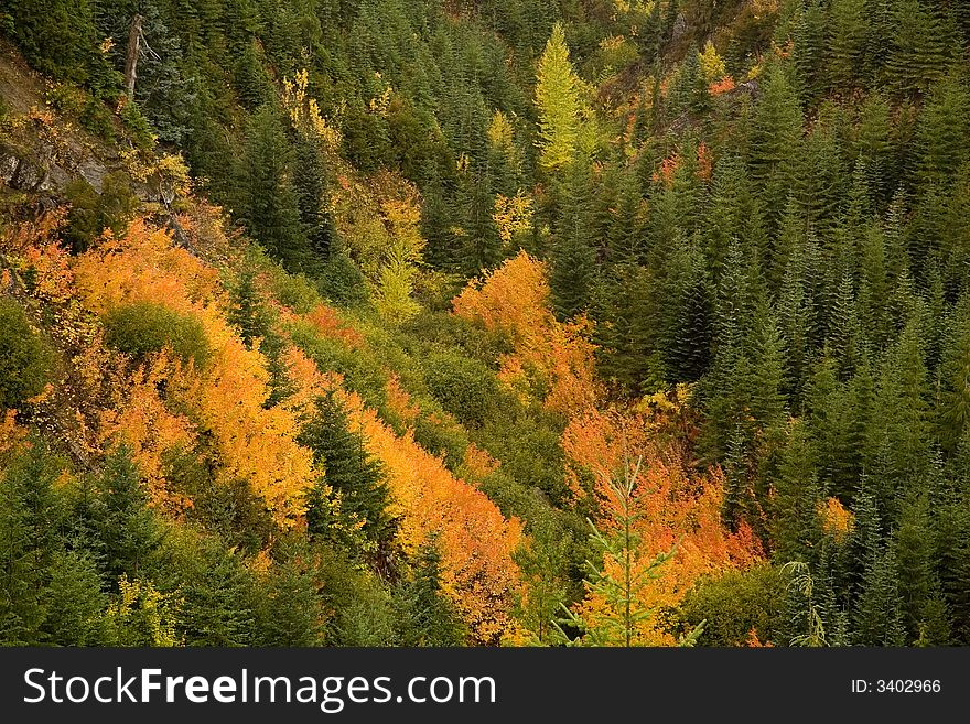 Color patterns formed by green yellow and red plants on a mountain slope. Color patterns formed by green yellow and red plants on a mountain slope