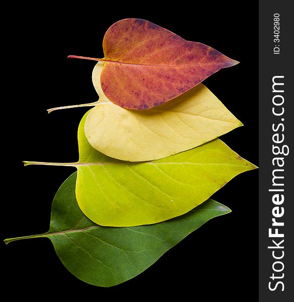 Patterns of autumn leaves isolated on black with clipping path. Patterns of autumn leaves isolated on black with clipping path