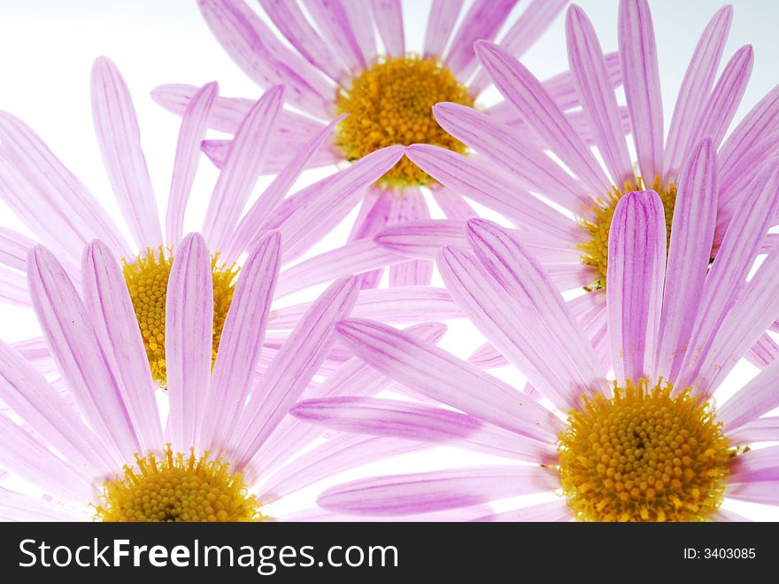 Pink asters flowers on light box