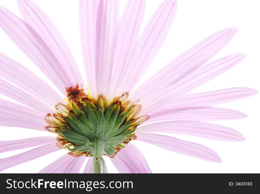 Close up of pink aster from behind