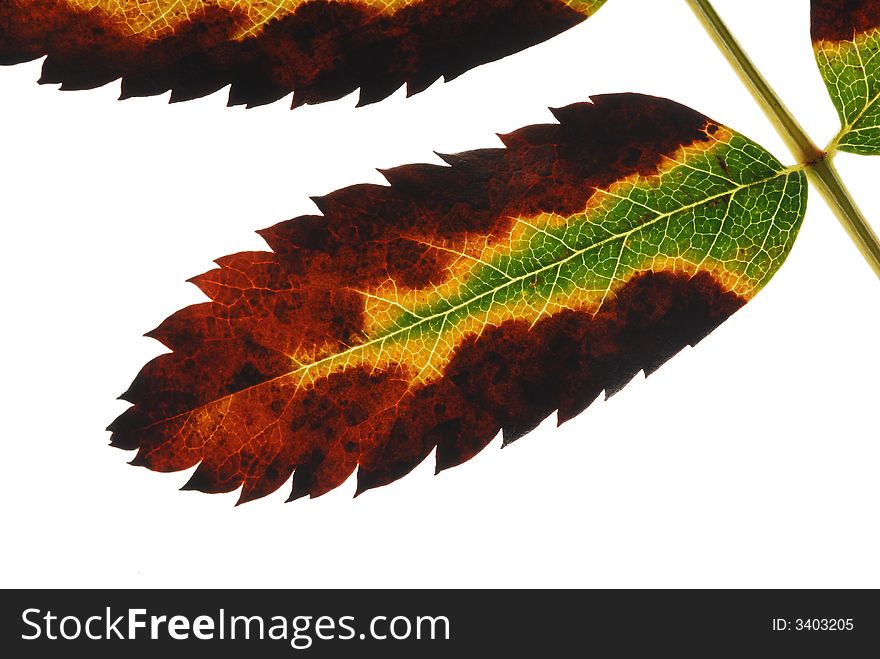 Close up of fall leaves on white background. Close up of fall leaves on white background