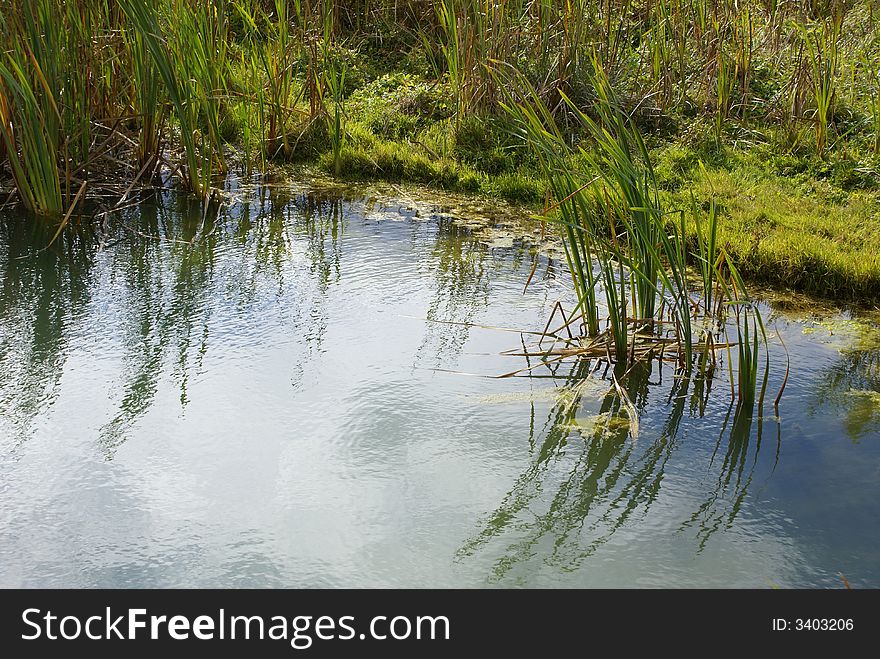 Cane and clouds are reflected in water. Cane and clouds are reflected in water