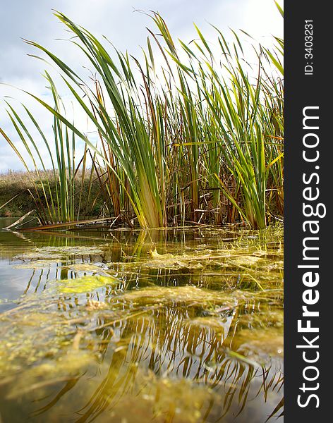 Cane growing in the middle of small lake