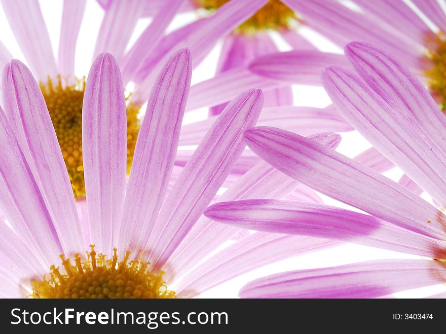 Close up of pink aster flowers. Close up of pink aster flowers