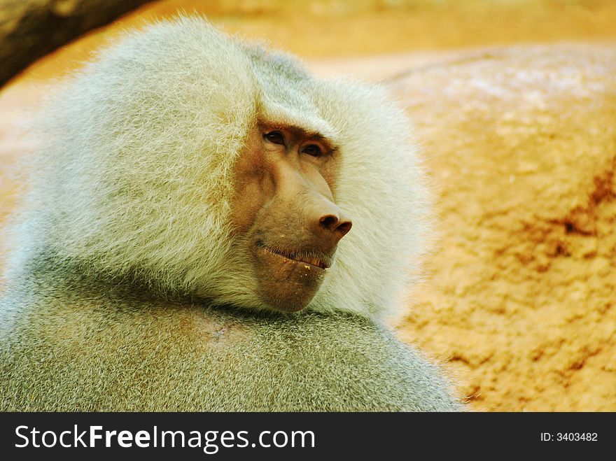 A happy smiling baboon gazing into the distant.