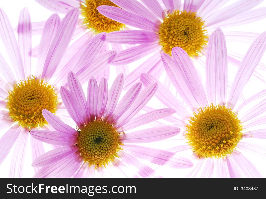 Pink aster flowers on white background. Pink aster flowers on white background