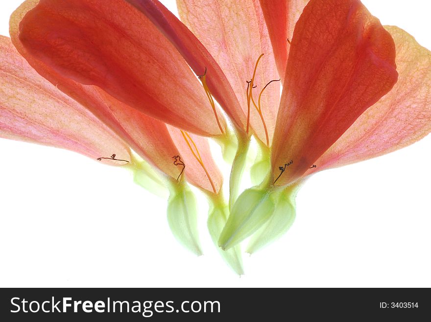 Red petals on light box