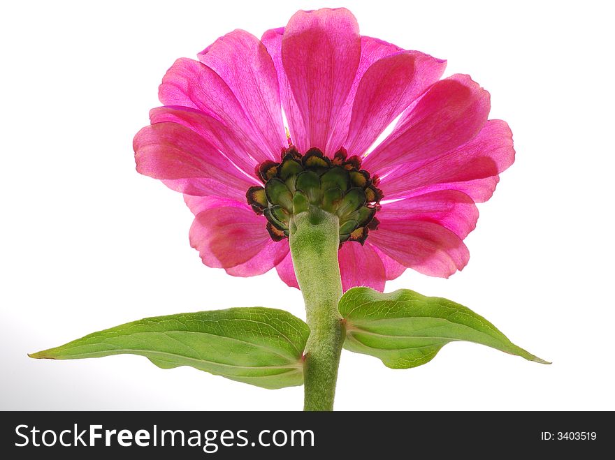 Image of pink flower from behind