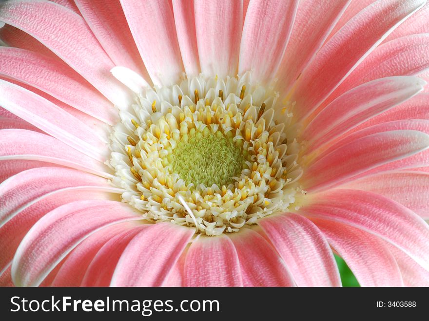 Close up of pink gerber flower