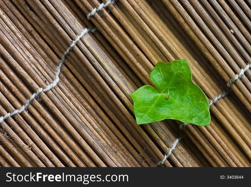 A single Hedera leaf growing through a fence. A single Hedera leaf growing through a fence