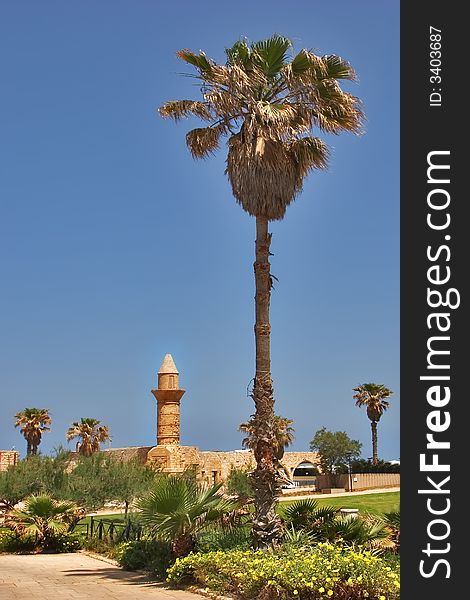 Palm trees and towers.