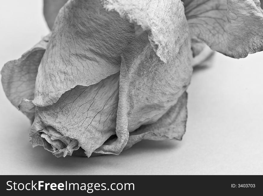 Wilted rose in black and white, revealing the delicate texture
