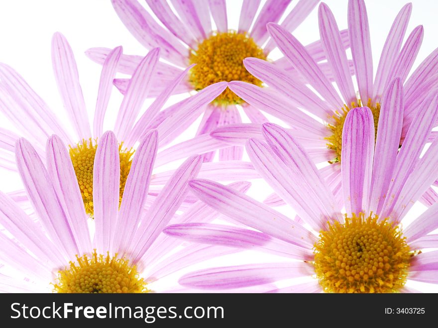 Pink aster flowers on light box