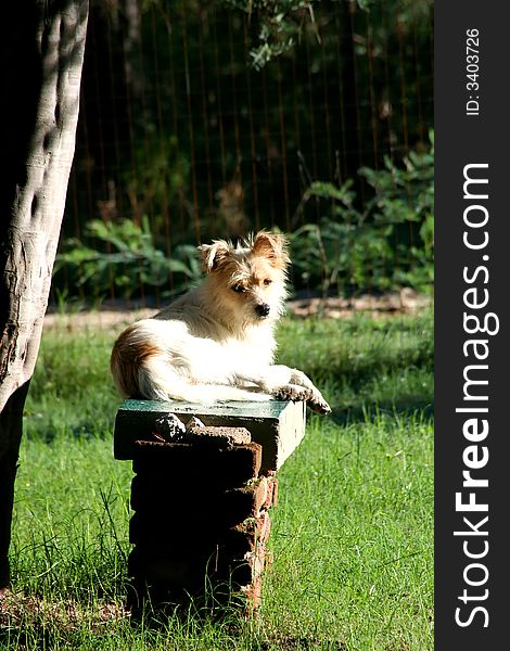 Digital photo of a long-haired Jack Russell resting in the sunshine. Digital photo of a long-haired Jack Russell resting in the sunshine.