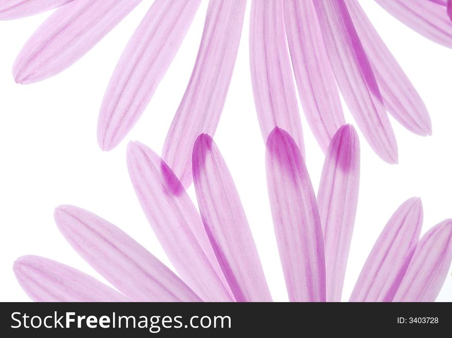 Pink asters petals on white background