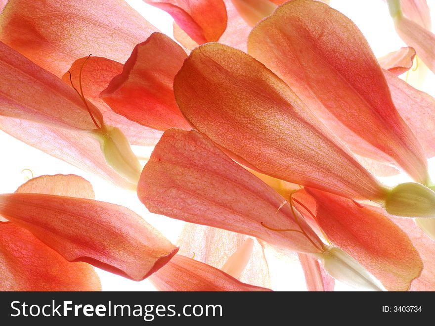 Red flower petals on light box