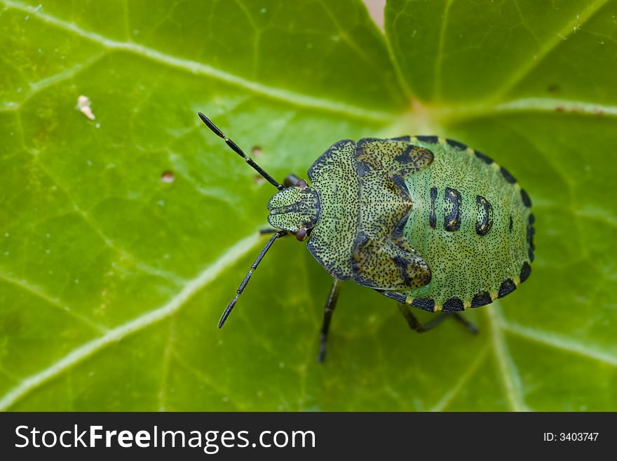 Macro of a green bug on a green leaf