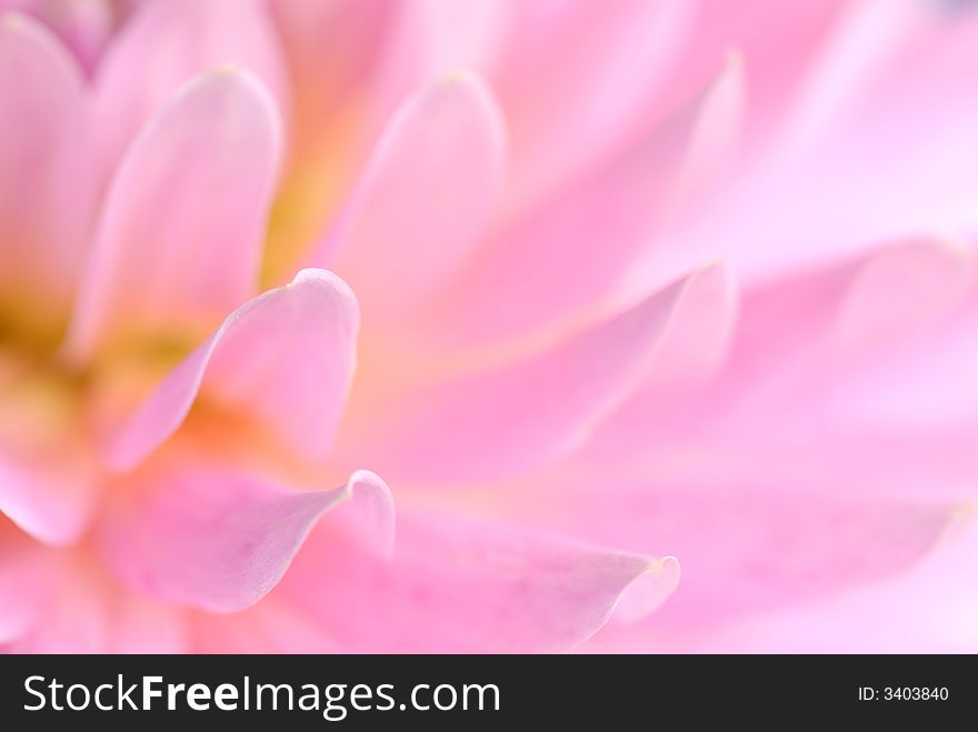 Close up of pink dehlia