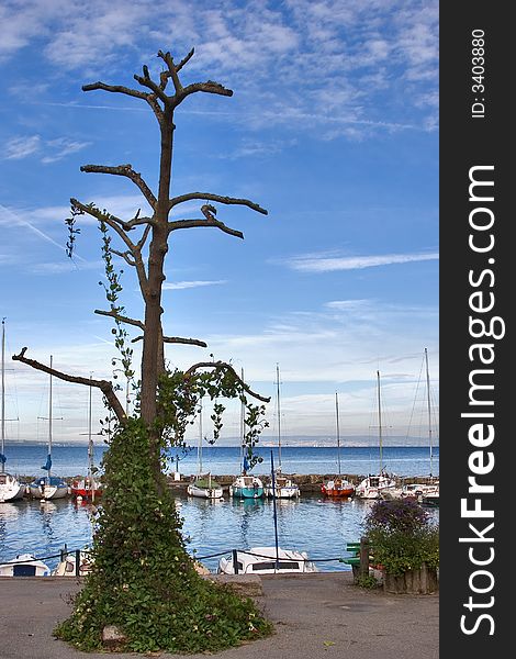 Walking yachts in small port of medieval city on a coast of lake Leman in Switzerland. Walking yachts in small port of medieval city on a coast of lake Leman in Switzerland