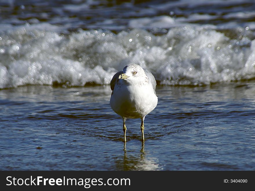 A Sea Gull