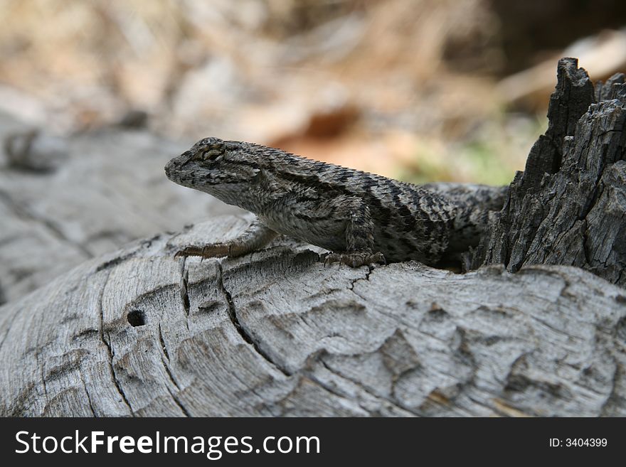 A California Rock Lizard who let me sneak up pretty close. He was about 8 inches long