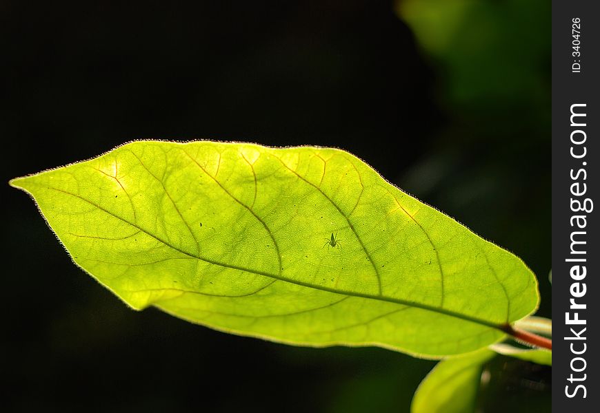 Back-lighting leaf and bug