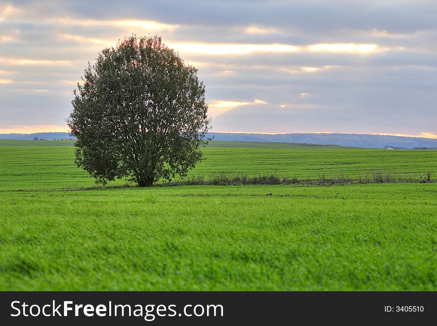 An image of lonely tree on a field. An image of lonely tree on a field