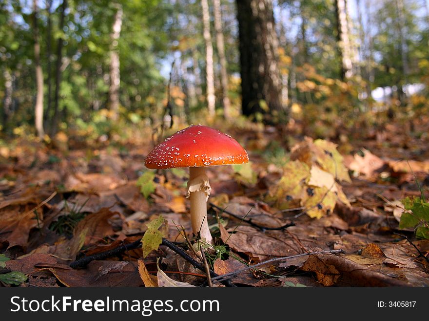 A red and white poisonous mushroom. A red and white poisonous mushroom