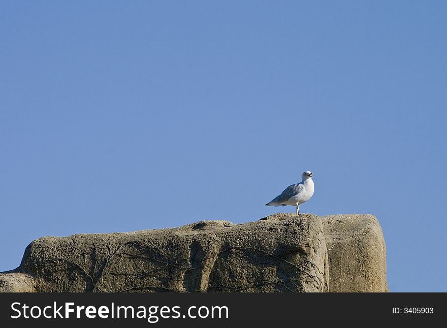 Seagull taking a rest on top of some large rocks. Seagull taking a rest on top of some large rocks