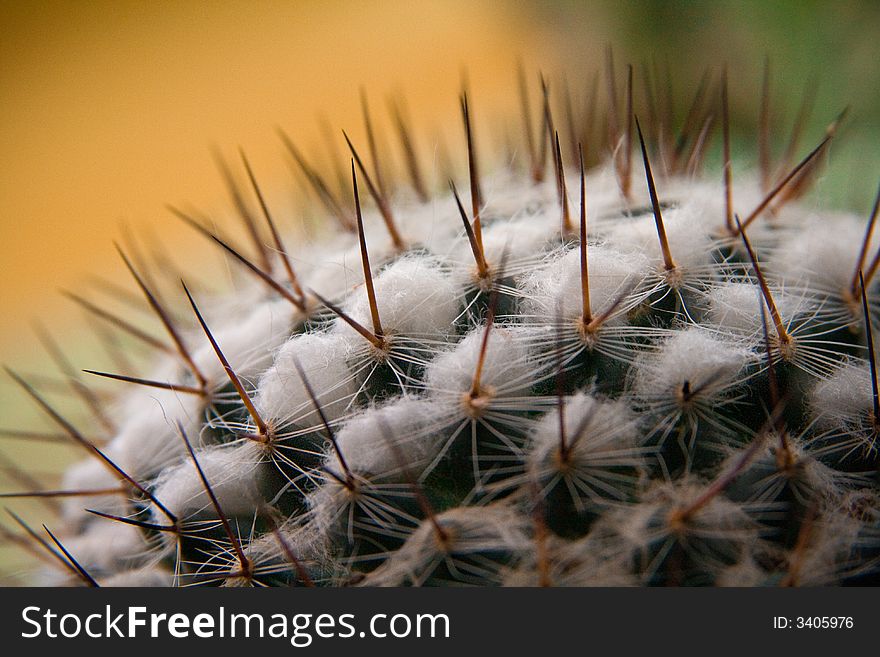 Close-up of the thorns on a small cactus forming a geometric pattern. Close-up of the thorns on a small cactus forming a geometric pattern.