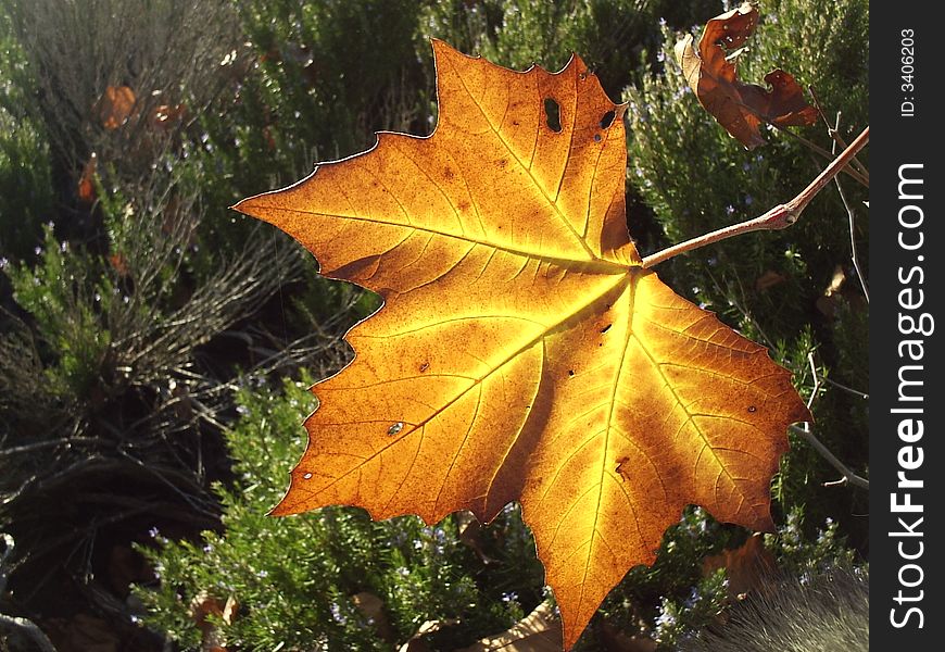 A yellow leaf