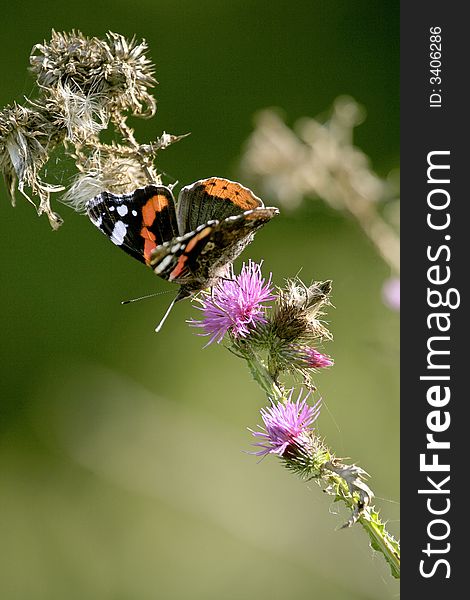 Red Admiral, Vanessa atalanta, sitting on the flower of Spiny Plumeless Thistle, Carduus acanthoides