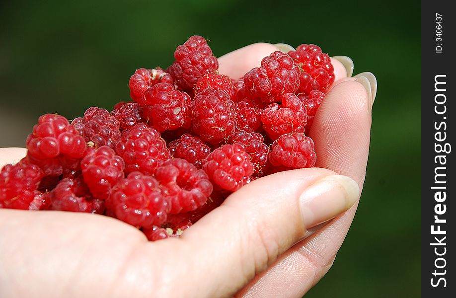 A hand full of raspberries