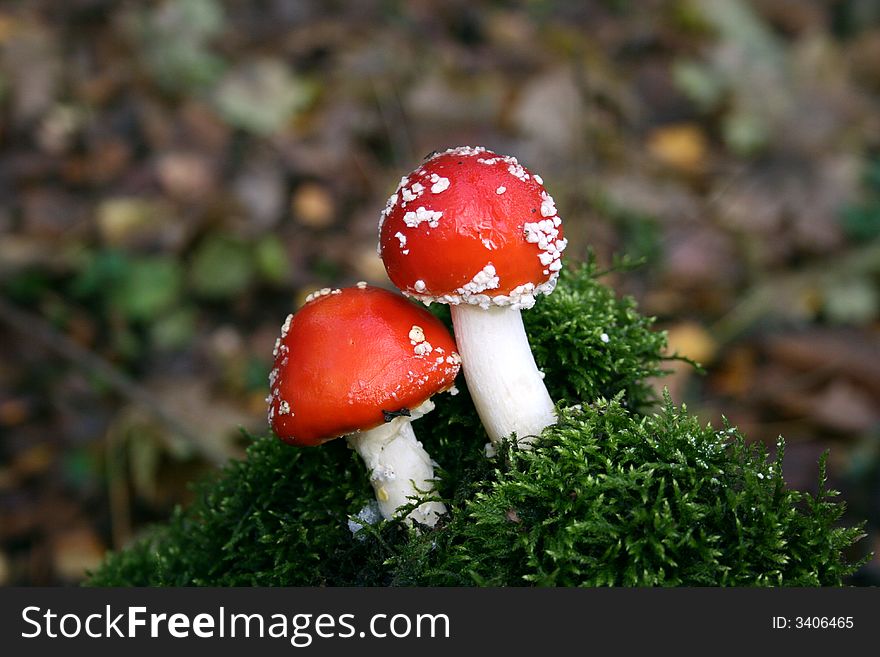 A red and white poisonous mushroom. A red and white poisonous mushroom