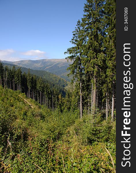 Beautiful landscape in green Carpatian mountains with hills