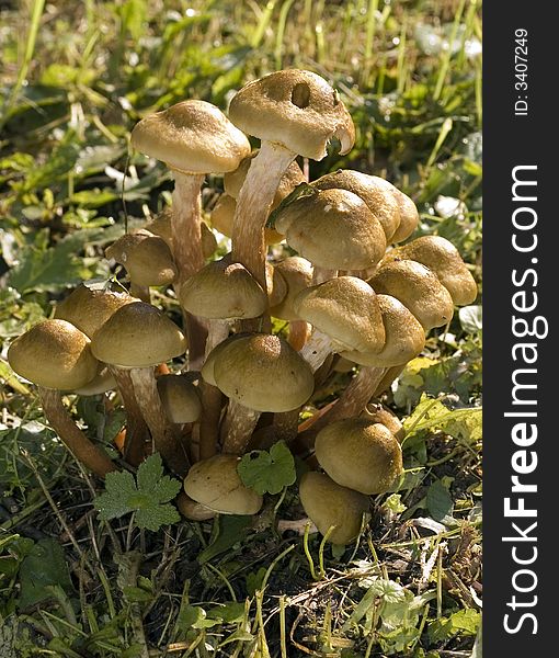 Taste mushrooms in the autumn grass field. Taste mushrooms in the autumn grass field