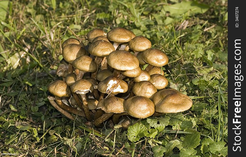 Nice fresh mushrooms in the grass after rain